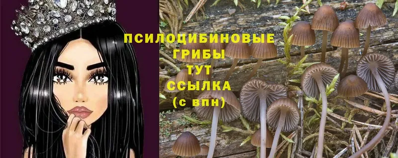 купить наркоту  Любим  Галлюциногенные грибы Magic Shrooms 